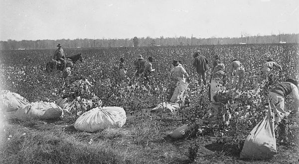 A black and white photograph shows numerous people scattered across a vast field picking cotton under a bright sky. In the foreground, several large, bulging sacks filled with cotton rest on the ground, while a man on horseback observes the workers from the left side of the frame.