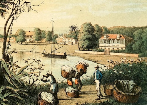 An illustration depicting an enslaved labor force harvesting cotton on a plantation alongside a body of water. Several enslaved individuals are shown picking cotton or carrying large baskets of it on their heads, overseen by a white man, with plantation buildings and a sailboat in the background.