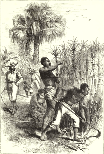 A detailed engraving depicting enslaved individuals toiling in a sugarcane field under the supervision of white overseers. Several figures are shown cutting sugarcane with hoes or machetes, while a towering palm tree and other vegetation frame the scene. An overseer whips an enslaved person in the background.