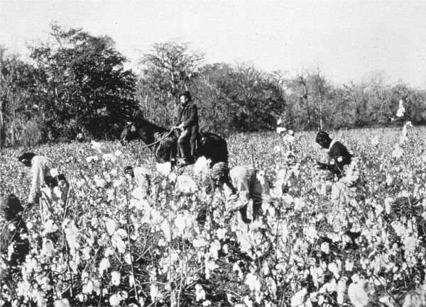 A historical, black-and-white photograph shows a vast field of blooming cotton being harvested by several laborers who are bent over the plants. In the center, a man, likely an overseer, sits atop a horse watching the field workers.