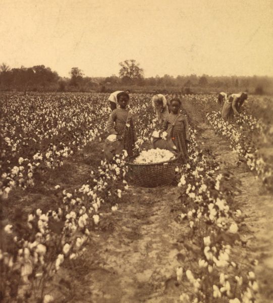 A sepia-toned photograph shows two young African American girls standing in a vast cotton field next to a large wicker basket overflowing with picked cotton. In the background, other workers are bent over the rows of plants, continuing to harvest the crop under a pale sky.
