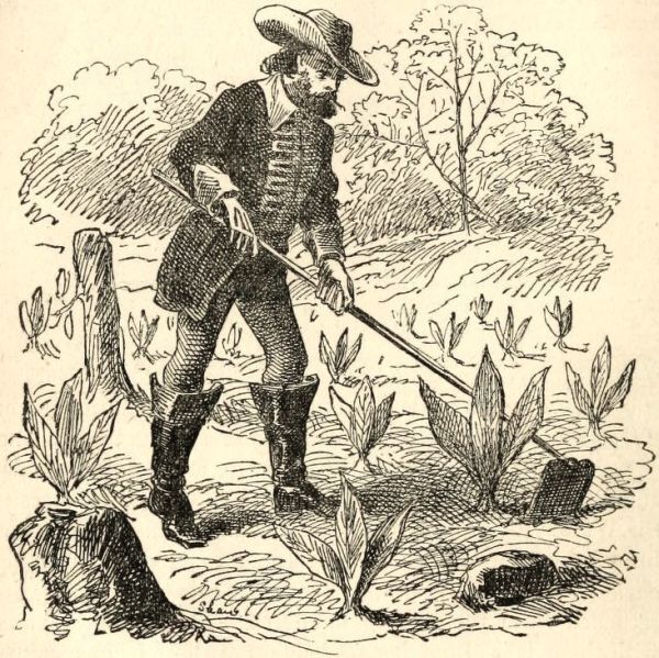 A black-and-white line drawing depicts a 17th-century European man wearing a wide-brimmed hat, long coat, and tall boots as he works in a field. He leans forward with a long-handled hoe to tend to low-growing crops, surrounded by small leafy plants and background trees.